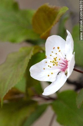 Flor de ciruelo - Flora - IMÁGENES VARIAS. Foto No. 46970