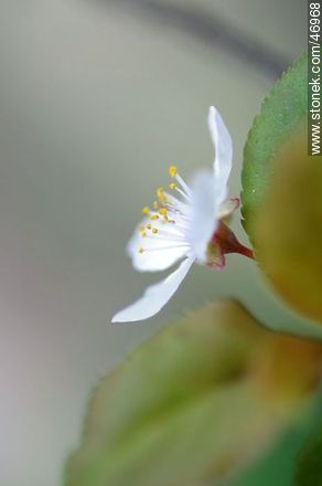 Flor de ciruelo - Flora - IMÁGENES VARIAS. Foto No. 46968