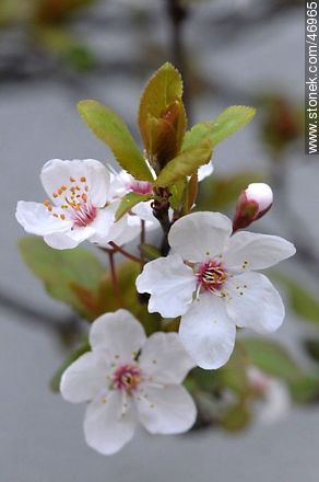 Plum flower - Flora - MORE IMAGES. Photo #46965