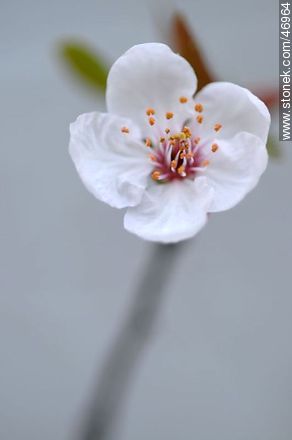 Flor de ciruelo - Flora - IMÁGENES VARIAS. Foto No. 46964