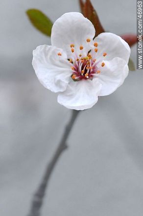 Flor de ciruelo - Flora - IMÁGENES VARIAS. Foto No. 46963