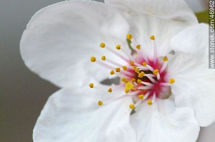 Flor de ciruelo - Flora - IMÁGENES VARIAS. Foto No. 46962