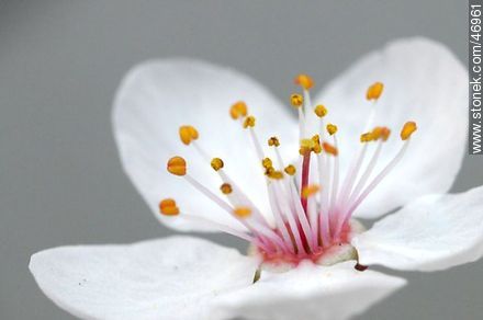 Flor de ciruelo - Flora - IMÁGENES VARIAS. Foto No. 46961