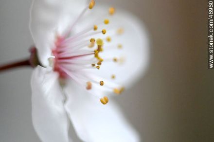 Flor de ciruelo - Flora - IMÁGENES VARIAS. Foto No. 46960