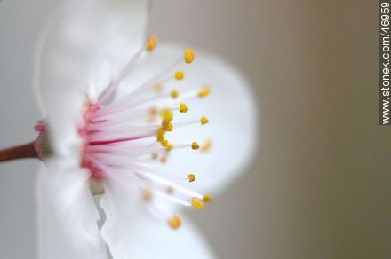 Flor de ciruelo - Flora - IMÁGENES VARIAS. Foto No. 46959
