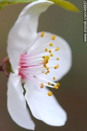 Flor de ciruelo - Flora - IMÁGENES VARIAS. Foto No. 46957