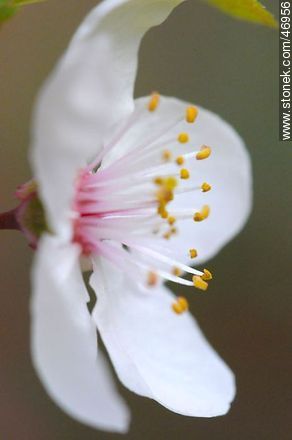 Flor de ciruelo - Flora - IMÁGENES VARIAS. Foto No. 46956