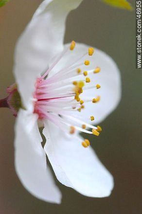 Flor de ciruelo - Flora - IMÁGENES VARIAS. Foto No. 46955