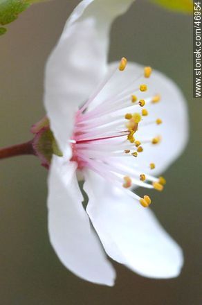 Flor de ciruelo - Flora - IMÁGENES VARIAS. Foto No. 46954