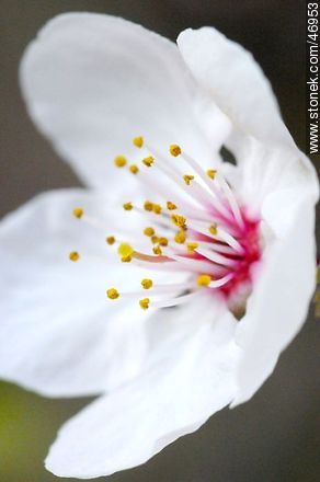 Flor de ciruelo - Flora - IMÁGENES VARIAS. Foto No. 46953