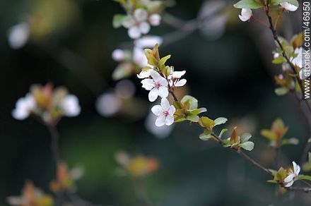 Flowered plum tree - Flora - MORE IMAGES. Photo #46950