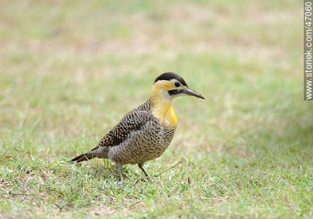 Field Flicker - Fauna - MORE IMAGES. Photo #47060