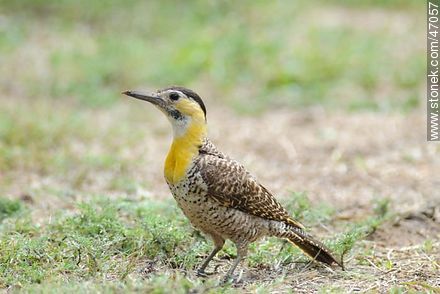 Field Flicker - Fauna - MORE IMAGES. Photo #47057