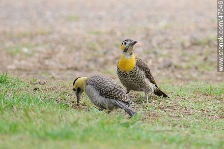Field Flickers - Fauna - MORE IMAGES. Photo #47046