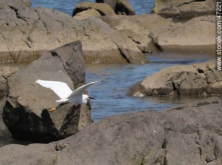 Snowy Egret - Fauna - MORE IMAGES. Photo #47221