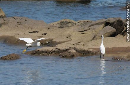 Snowy Egret - Fauna - MORE IMAGES. Photo #47220