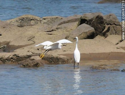 Snowy Egret - Fauna - MORE IMAGES. Photo #47219