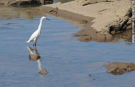 Snowy Egret - Fauna - MORE IMAGES. Photo #47218