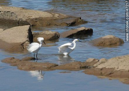 Snowy Egret - Fauna - MORE IMAGES. Photo #47217