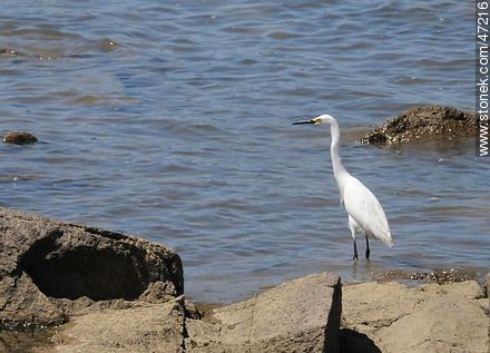 Snowy Egret - Fauna - MORE IMAGES. Photo #47216