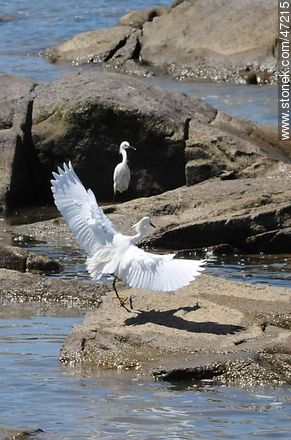 Snowy Egret - Fauna - MORE IMAGES. Photo #47215