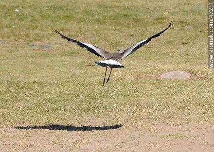 Flying Southern Lapwing - Fauna - MORE IMAGES. Photo #47211