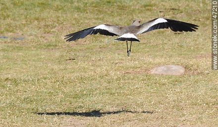 Flying Southern Lapwing - Fauna - MORE IMAGES. Photo #47210