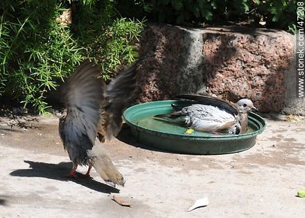 Eared doves taking a bath - Fauna - MORE IMAGES. Photo #47208