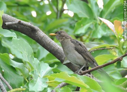 Creamy - bellied Thrush - Fauna - MORE IMAGES. Photo #47204