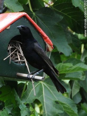 Shiny Cowbird visiting a House Wren's nest - Fauna - MORE IMAGES. Photo #47202