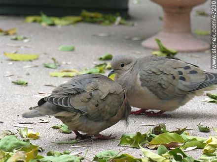 Eared doves - Fauna - MORE IMAGES. Photo #47230