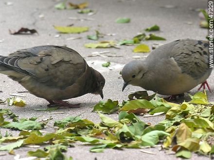 Eared doves - Fauna - MORE IMAGES. Photo #47229