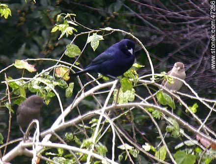 Tordo renegrido macho. más atrás, la hembra gris oscuro. - Fauna - IMÁGENES VARIAS. Foto No. 47266