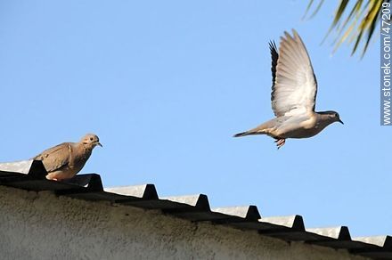 Eared doves - Fauna - MORE IMAGES. Photo #47209