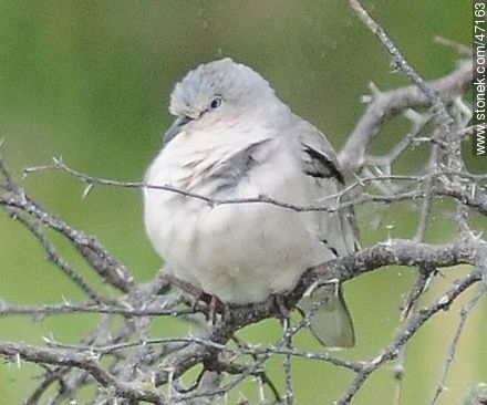 Picui Ground - Dove - Fauna - MORE IMAGES. Photo #47163