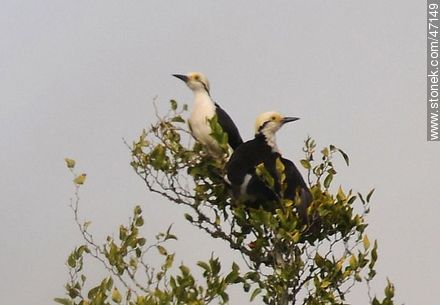 White Woodpecker - Fauna - MORE IMAGES. Photo #47149