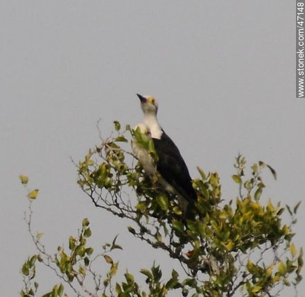 Carpintero blanco - Fauna - IMÁGENES VARIAS. Foto No. 47148