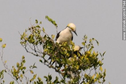 White Woodpecker - Fauna - MORE IMAGES. Photo #47144
