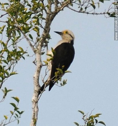 White Woodpecker - Fauna - MORE IMAGES. Photo #47137