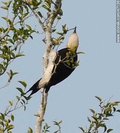 White Woodpecker - Fauna - MORE IMAGES. Photo #47136