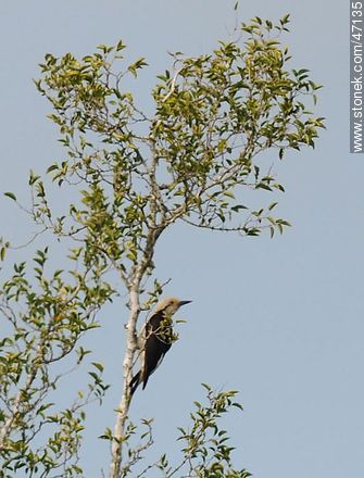 Carpintero blanco - Fauna - IMÁGENES VARIAS. Foto No. 47135