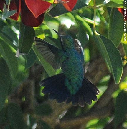Glittering - bellied Emerald - Fauna - MORE IMAGES. Photo #47129