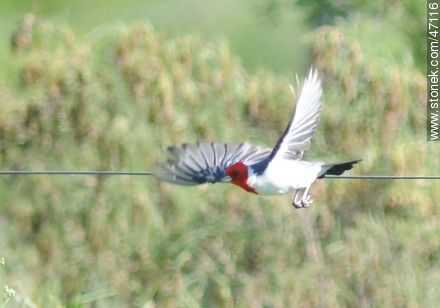 Red - crested Cardinal - Fauna - MORE IMAGES. Photo #47116