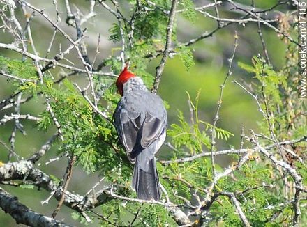 Red - crested Cardinal - Fauna - MORE IMAGES. Photo #47115