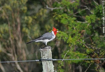 Red - crested Cardinal - Fauna - MORE IMAGES. Photo #47113
