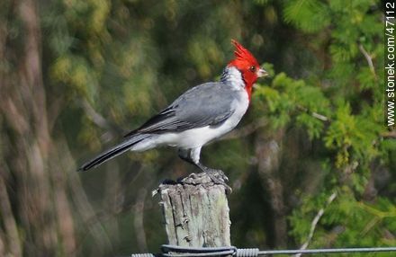 Red - crested Cardinal - Fauna - MORE IMAGES. Photo #47112