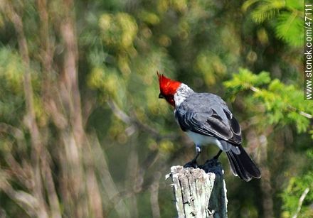 Red - crested Cardinal - Fauna - MORE IMAGES. Photo #47111