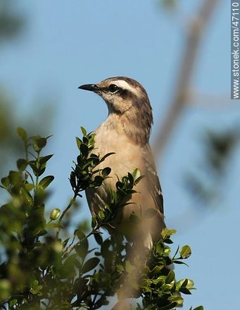 Calandria - Fauna - IMÁGENES VARIAS. Foto No. 47110