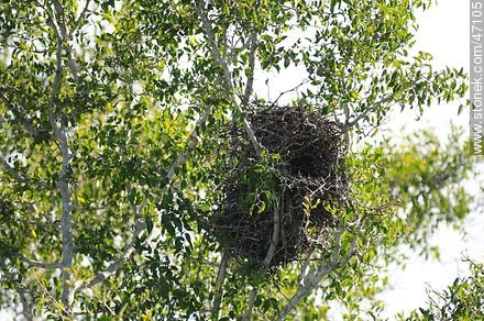 Nido de espinero en un tala - Fauna - IMÁGENES VARIAS. Foto No. 47105