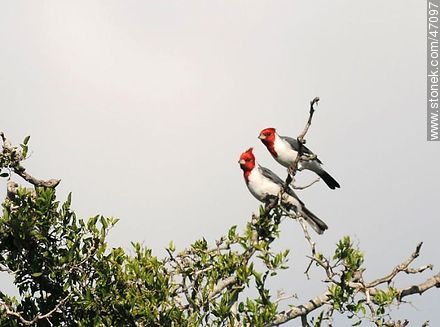 Cardenal común - Fauna - IMÁGENES VARIAS. Foto No. 47097